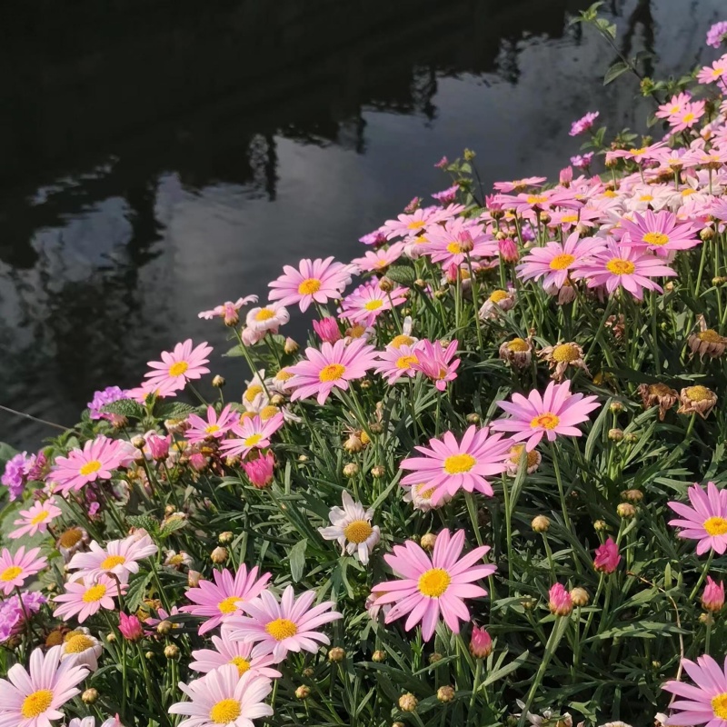 茼蒿菊4.jpg