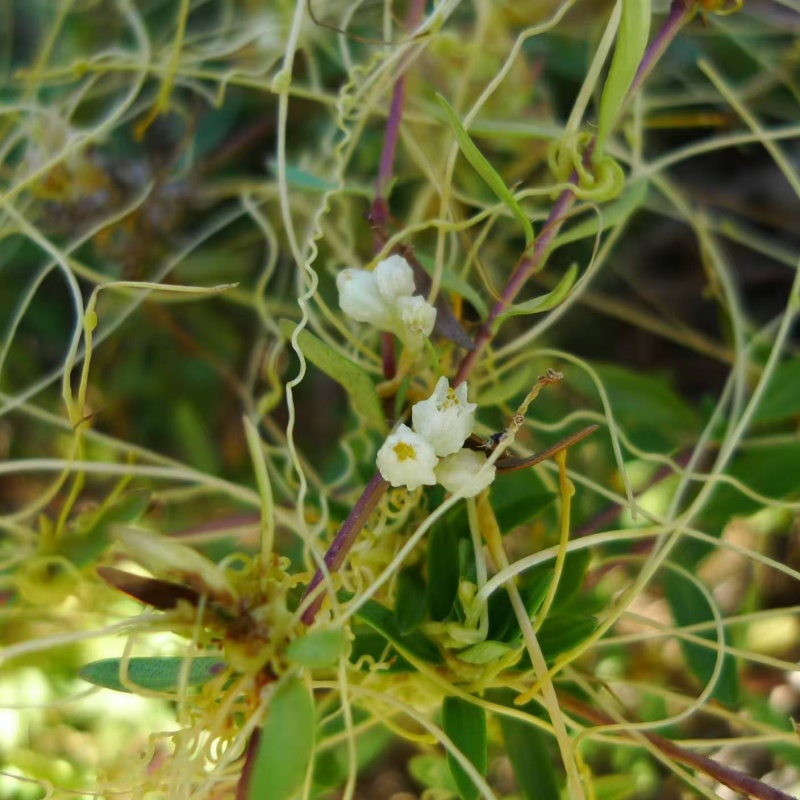 菟絲子6.jpg