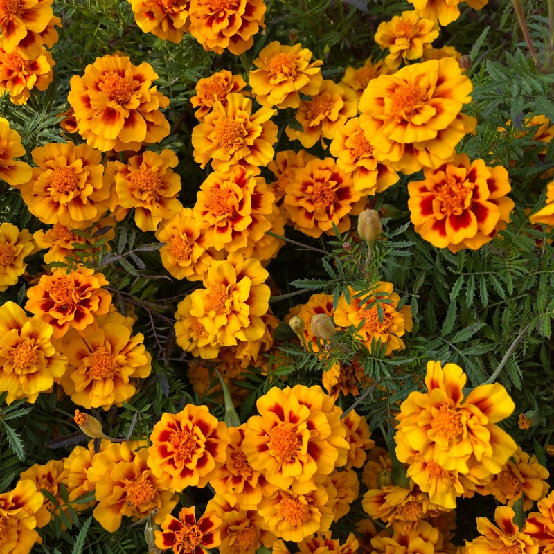 万寿菊5.jpg