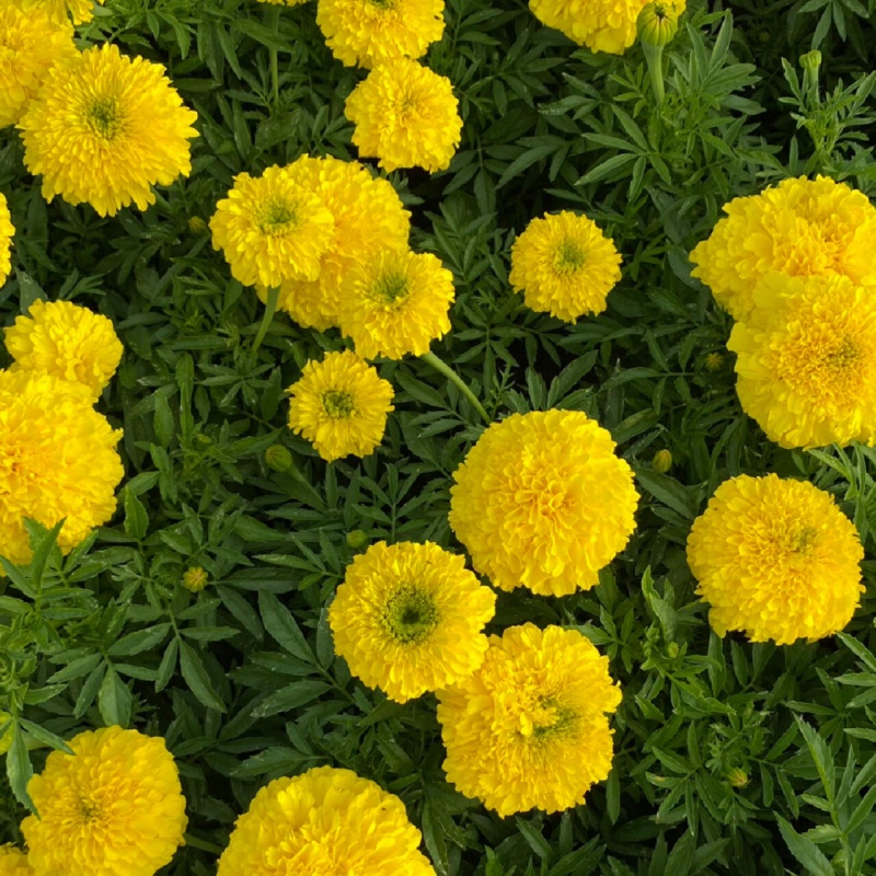 万寿菊4.jpg