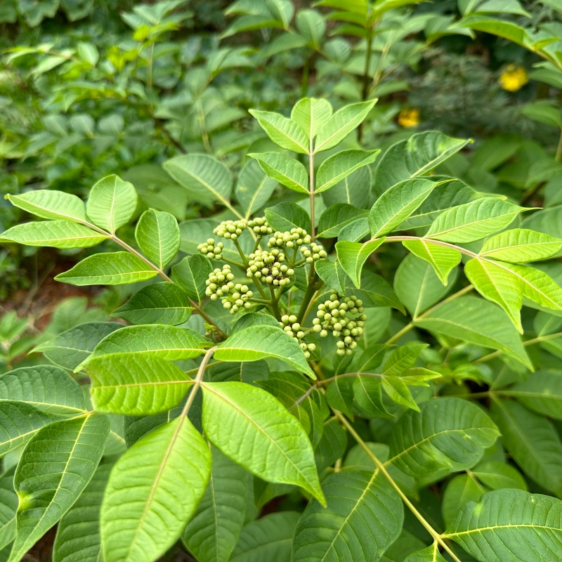 吴茱萸5.jpg