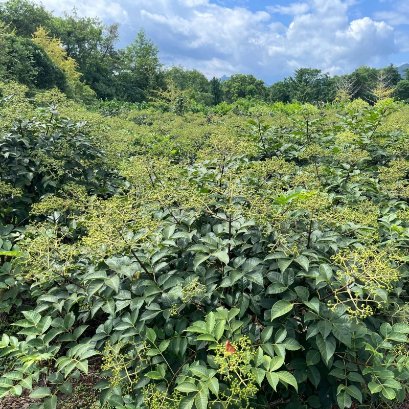 吴茱萸9.jpg