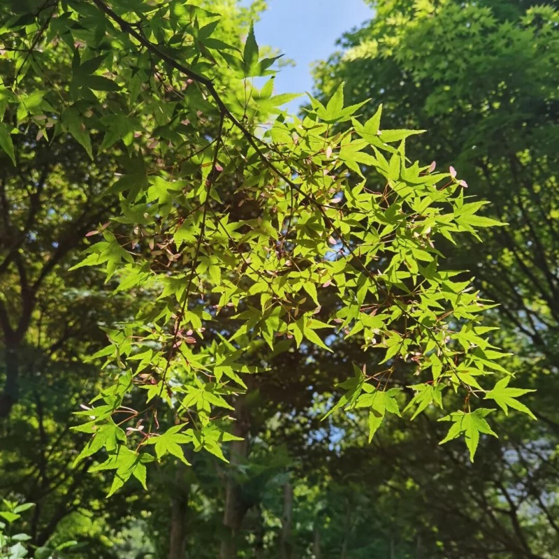 五角枫5.jpg