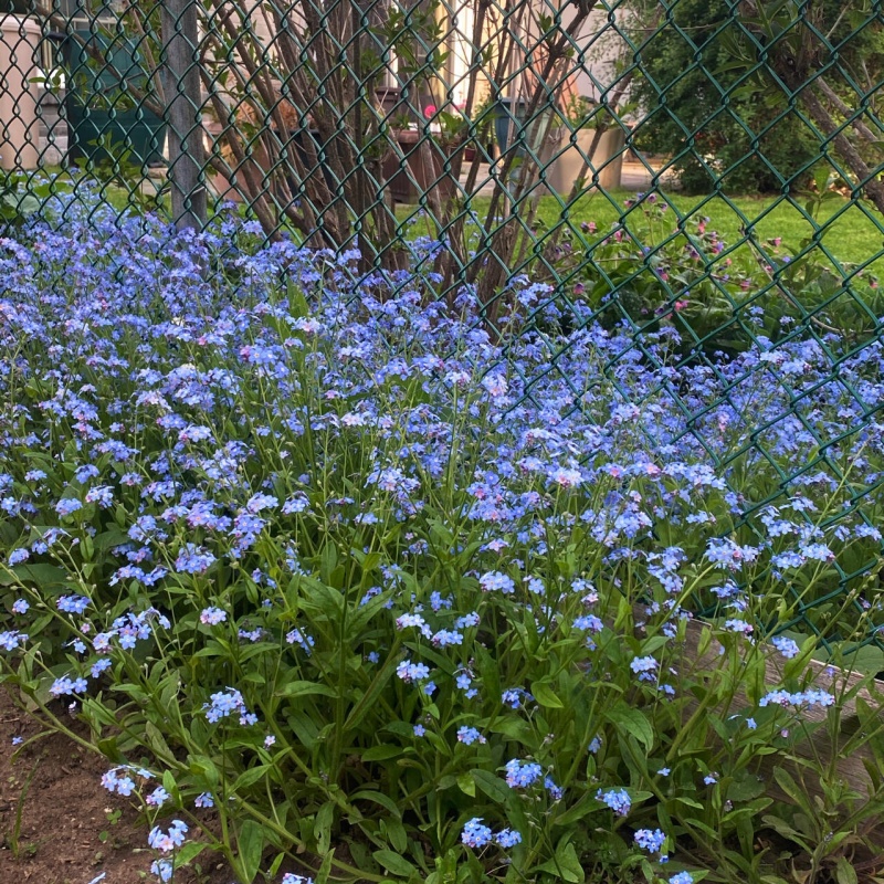 勿忘草9.jpg