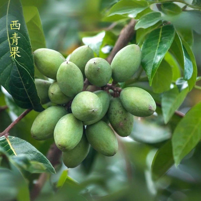 西青果3.jpg