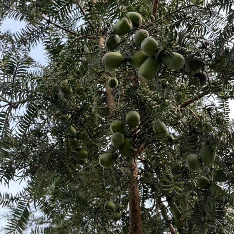 香榧5.jpg