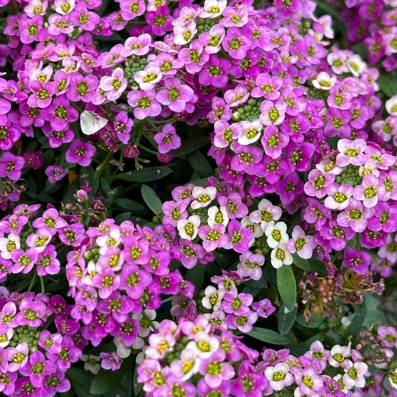 香雪球4.jpg