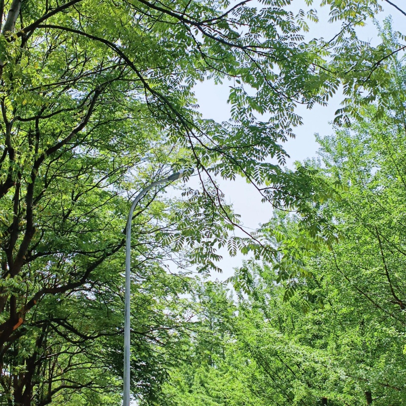 香樟7.jpg