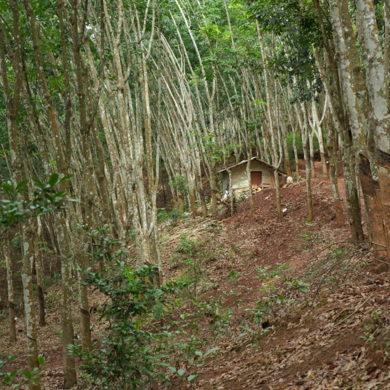 橡膠樹8.jpg