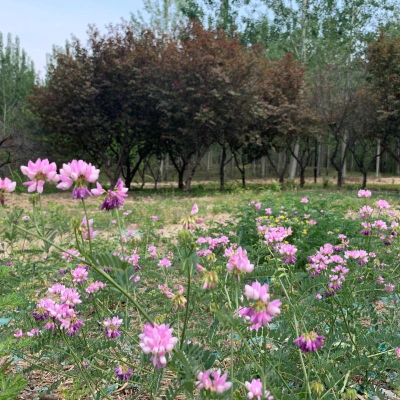 小冠花7.jpg