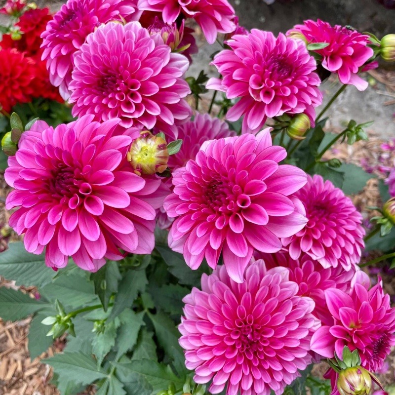 小丽花3.jpg