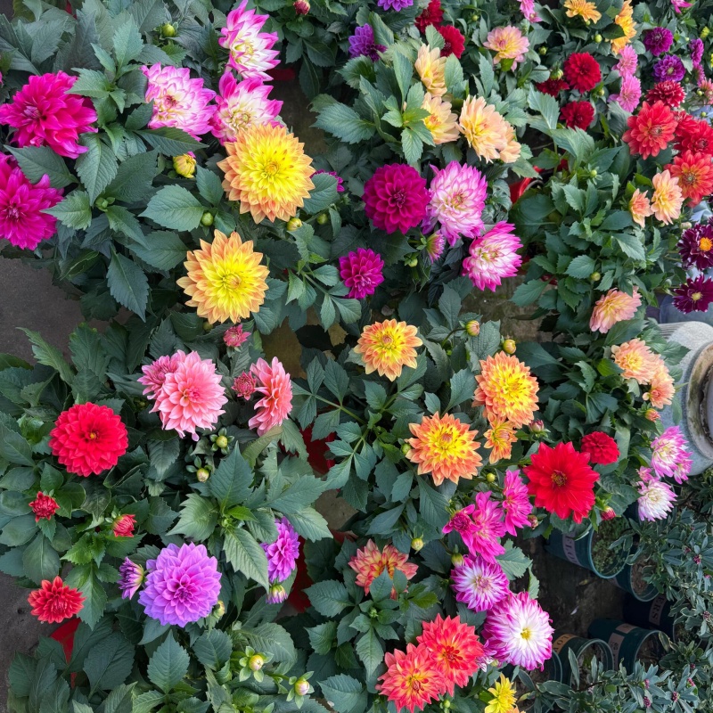 小丽花8.jpg