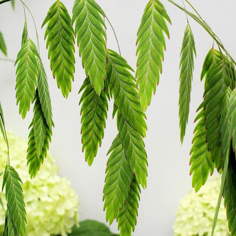 小盼草3.jpg