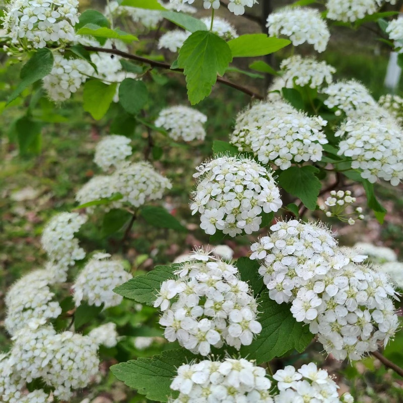 绣线菊白花2.jpg