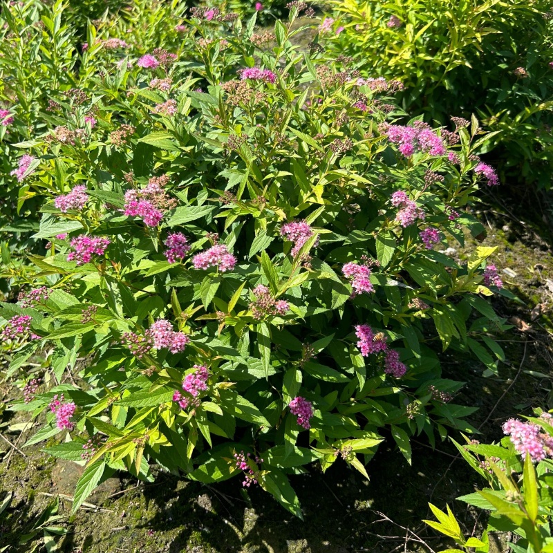 绣线菊红花3.jpg