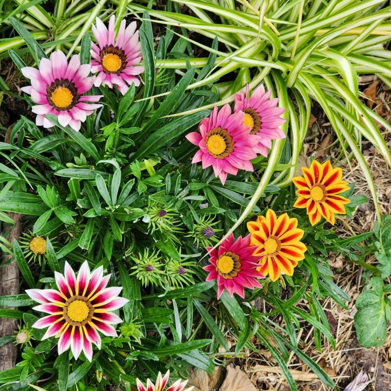 勋章菊5.jpg