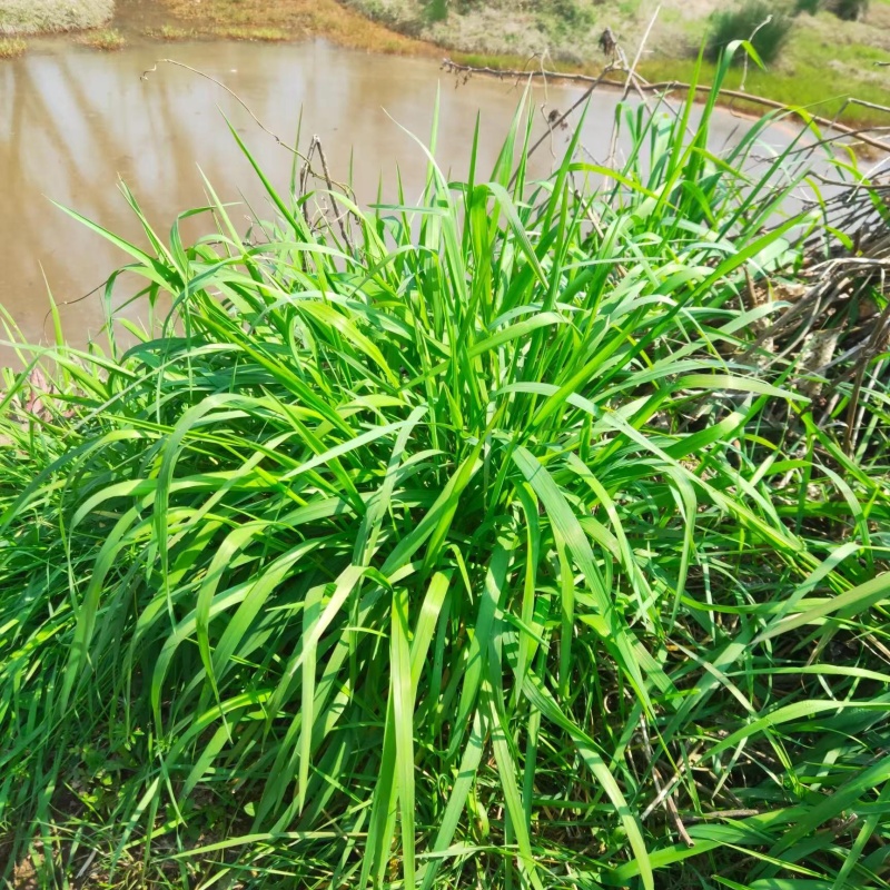 鴨茅3.jpg