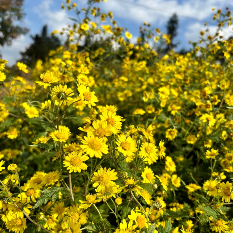 野菊花5.jpg