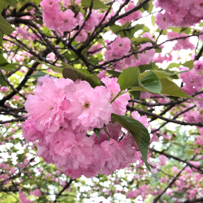 櫻花3.jpg