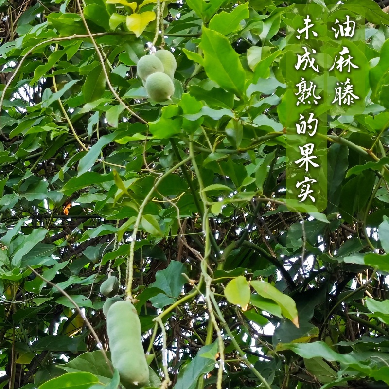油麻藤7.jpg