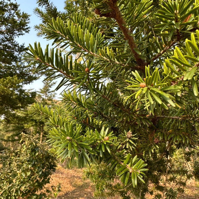 油杉7.jpg