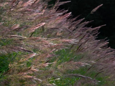 糖蜜草怎么种植