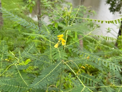 田菁怎么种植
