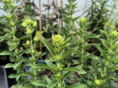 甜叶菊种子发芽率怎么样