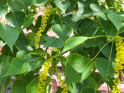 乌桕种子怎么催芽最有效