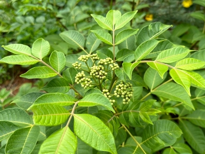 吴茱萸能在东北种植吗