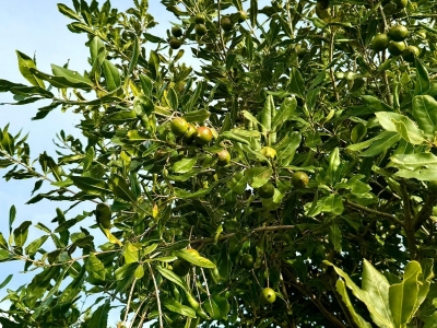夏威夷果适合在什么温度下种植