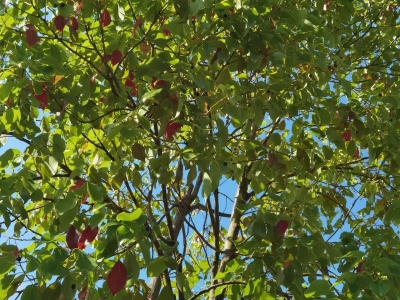 香樟树种子怎么种植最合适