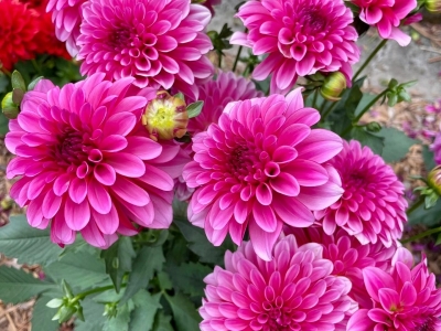 小丽花种子,种子
