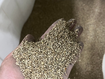 小米草怎么种植