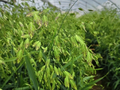 小盼草怎么种植