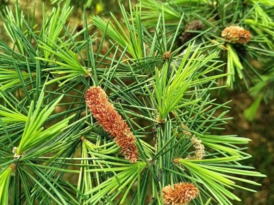 雪松种子播种时间几月最佳