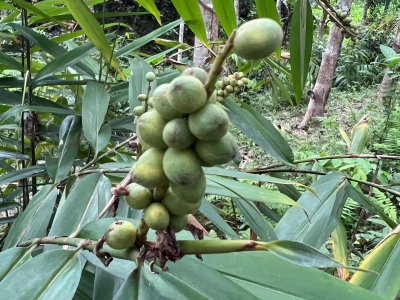 益智仁种子的发芽率怎么样