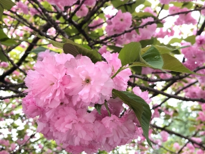 华北什么时候种植樱花种子
