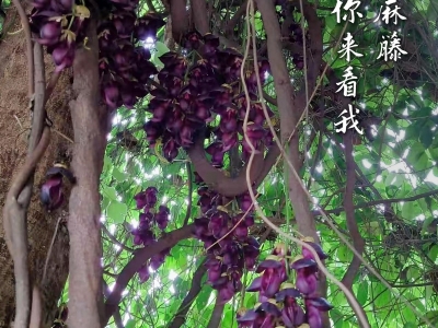 油麻藤种子什么温度发芽最好