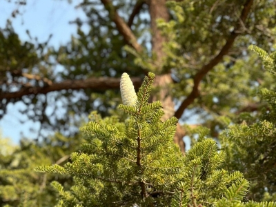 油杉种子怎么种植最适合