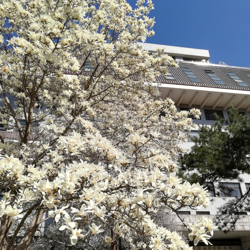 玉兰5.jpg
