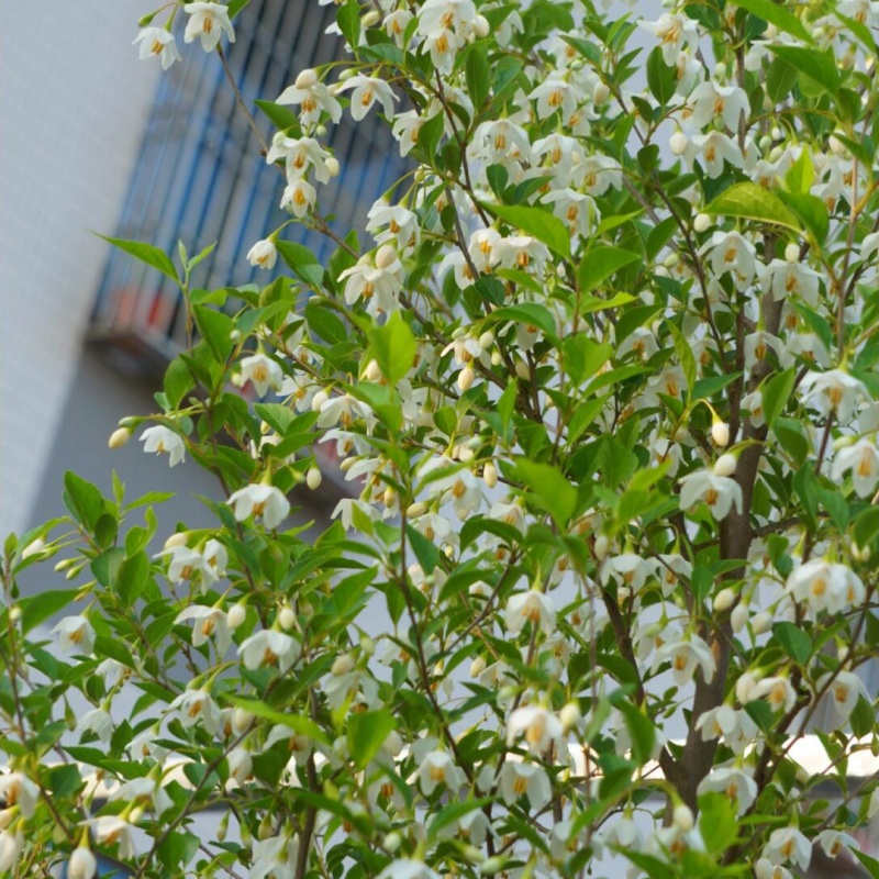 玉铃花5.jpg