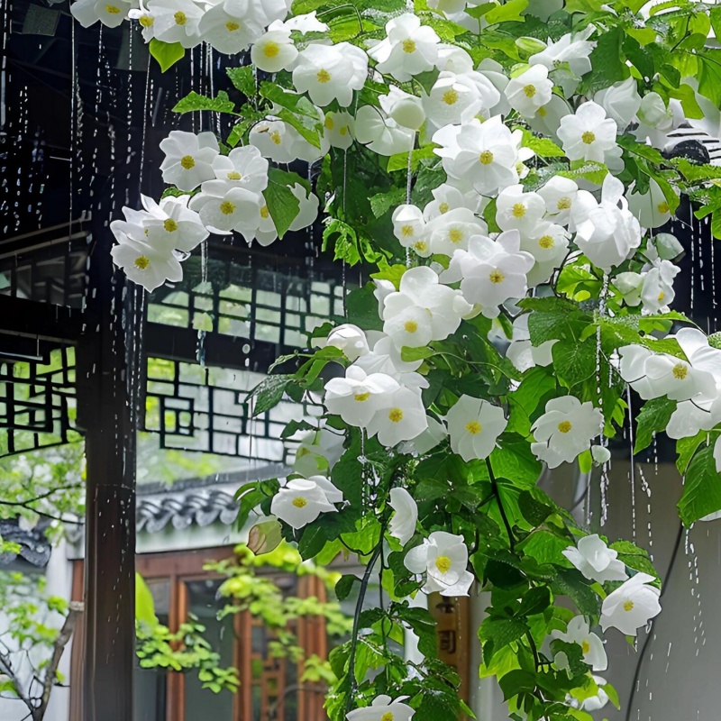 玉铃花8.jpg