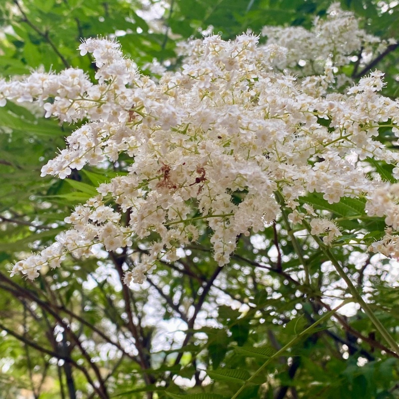 珍珠梅3.jpg