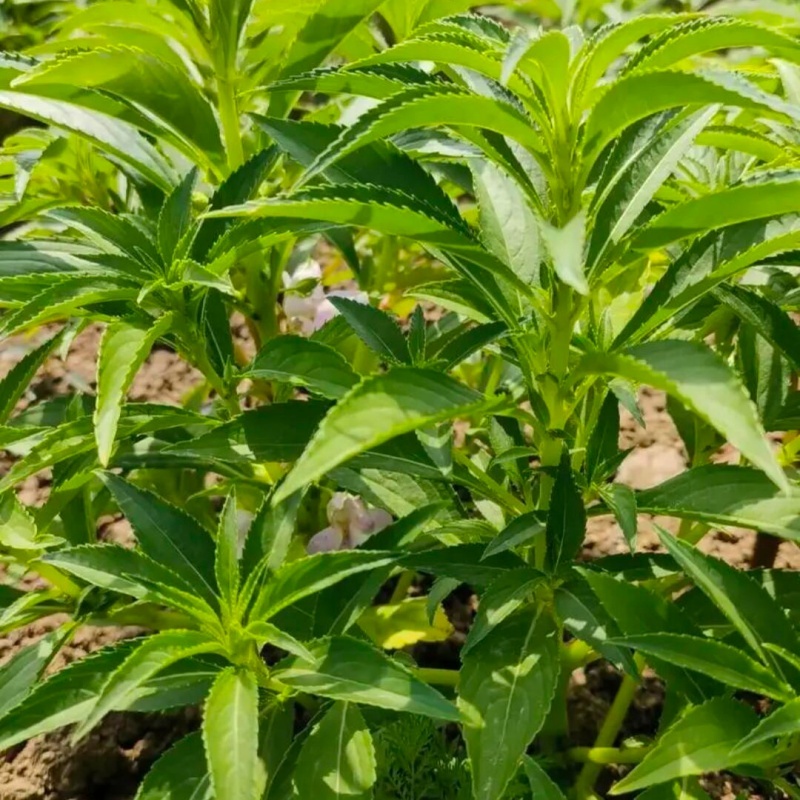 珍珠透骨草4.jpg