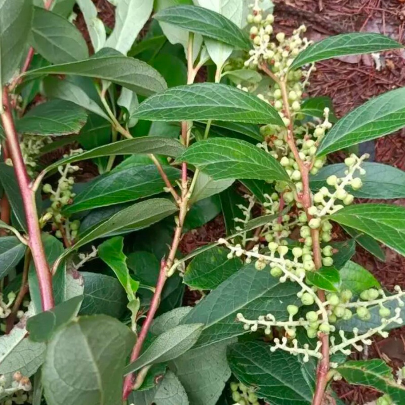 珍珠透骨草8.jpg