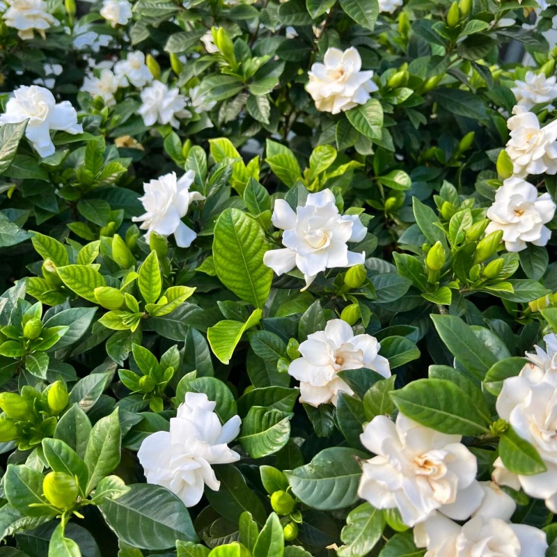 梔子花5.jpg