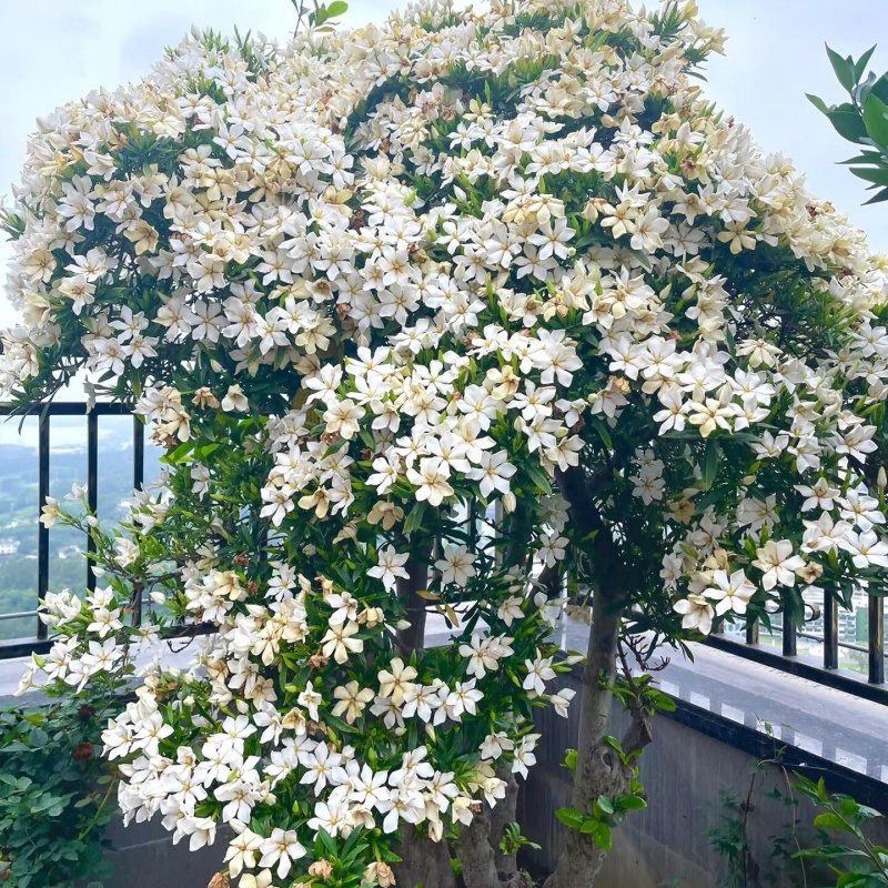 梔子花7.jpg