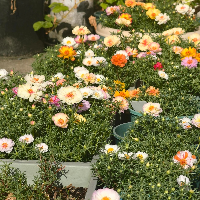 重瓣太陽花4.jpg