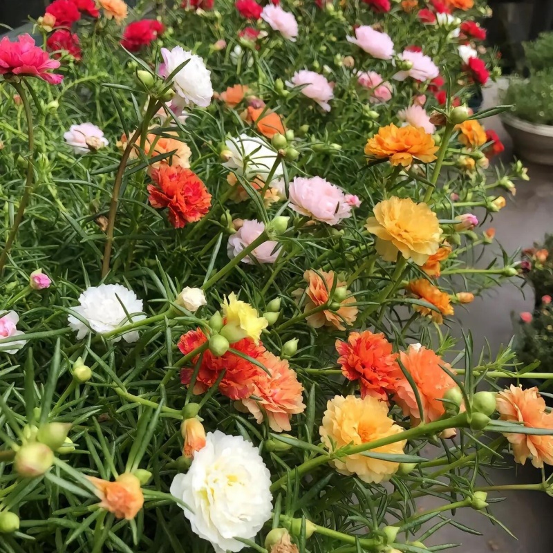 重瓣太陽花7.jpg